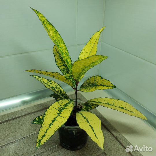 Кротон Gold King