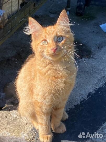 Котята рыжие бесплатно