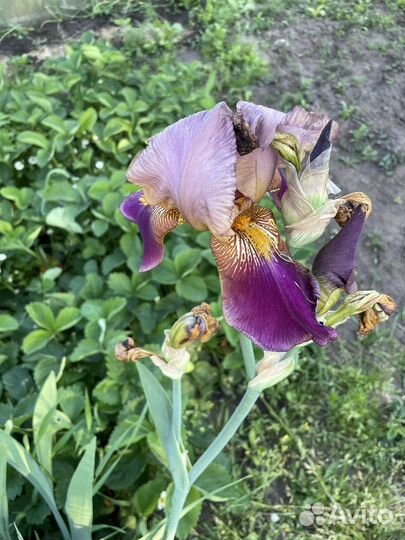 Продаю ирисы