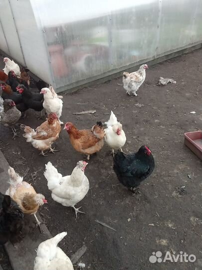 Куры несушки