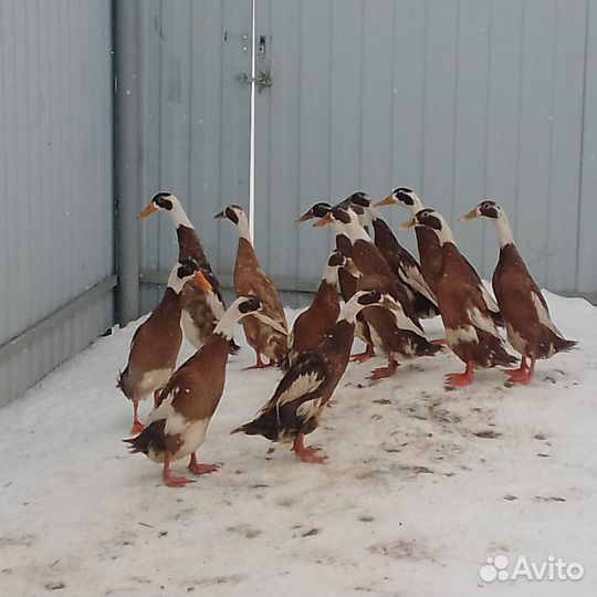 Инкубационное яйцо утки индийский бегунок
