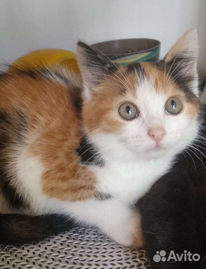 Котенок богатка