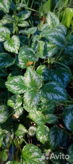 Уличные растения