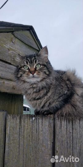 Кошка в добрые руки