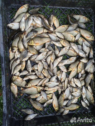 Живец карась