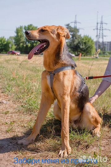 Щенок 8 месяцев в добрые руки