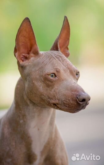 Вязка кобель терьер американский голый