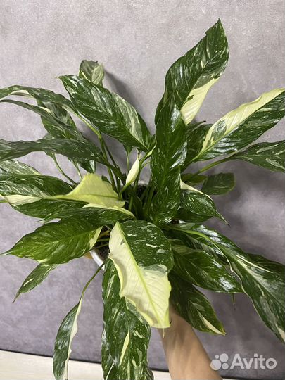 Спатифиллум