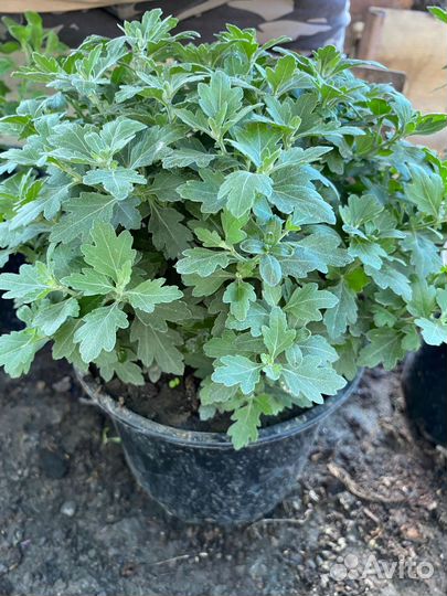 Хризантемы мультифлора