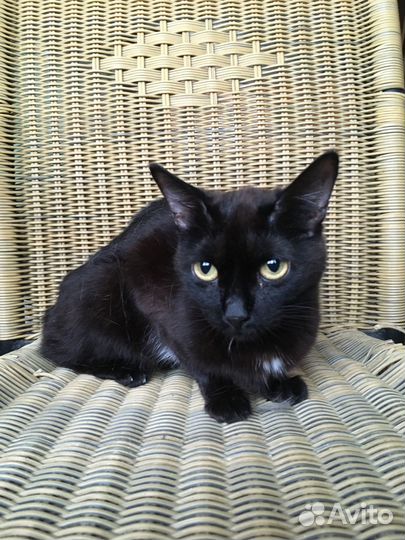 Малышка ищет дом