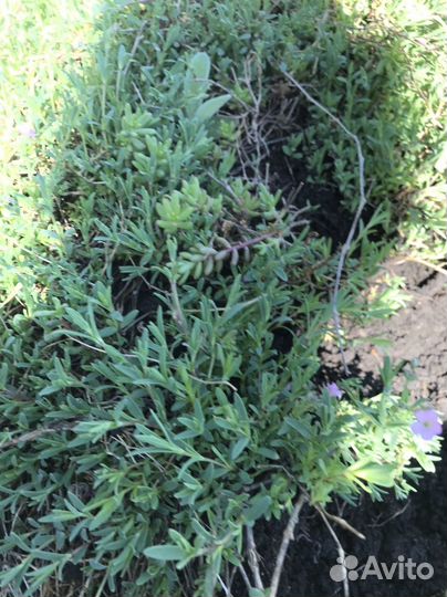 Многолетник