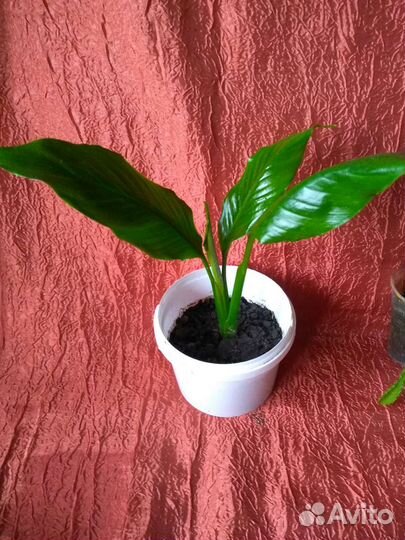 Большие комнатные цветы