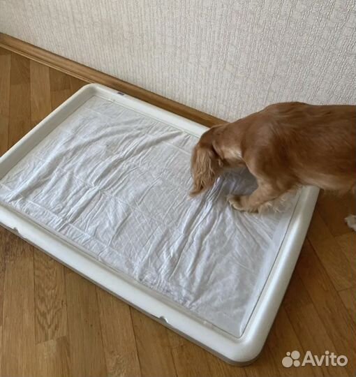 Лоток для собак