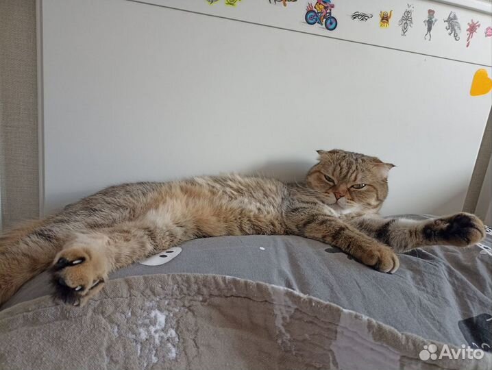 Шотландская