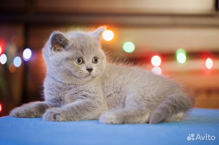 Эффектная британка Герда, от породистых Британцев