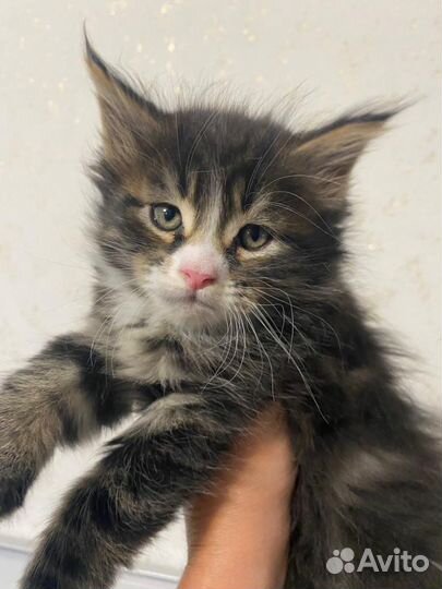 Котята мейн-кун