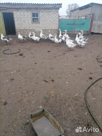 Гуси домашние