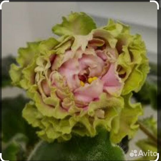 Сортовые фиалочки
