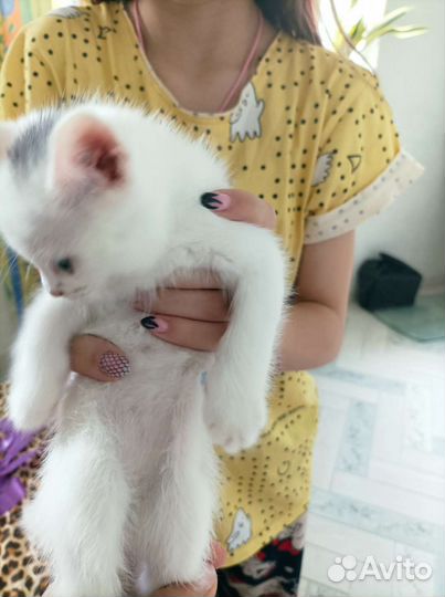 Британские котята серебристая шиншилла