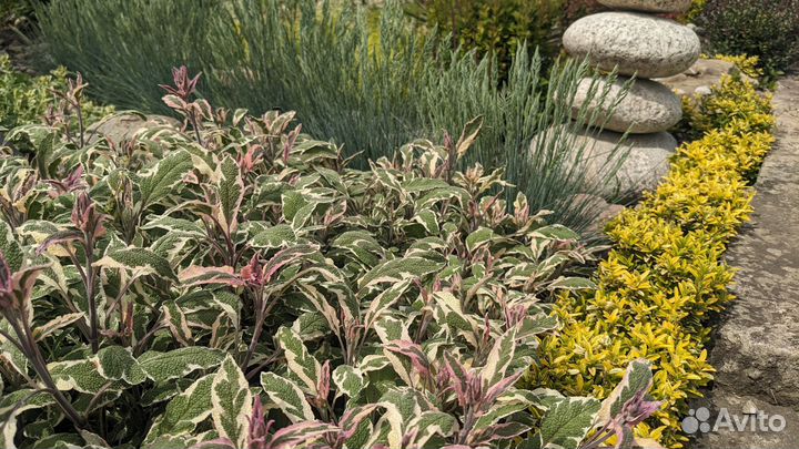 Хоста Юкка Бересклет Камнеломка