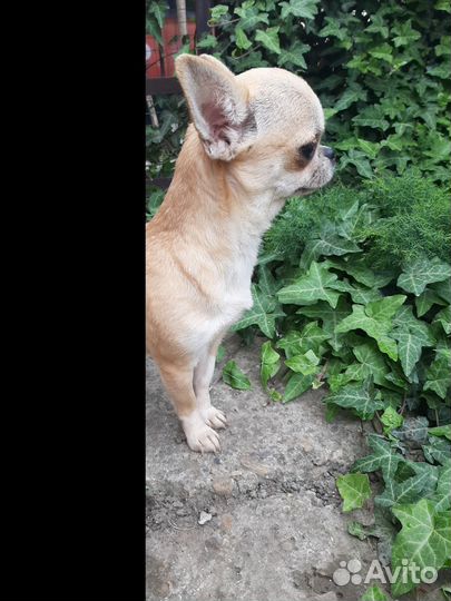 Чихуахуа девочка