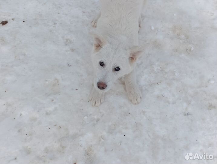 Маленькие собачки в добрые руки