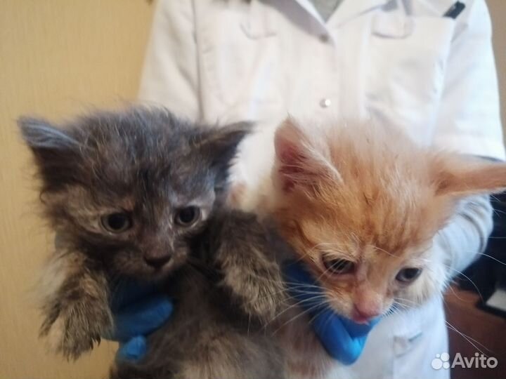Котята в добрые руки