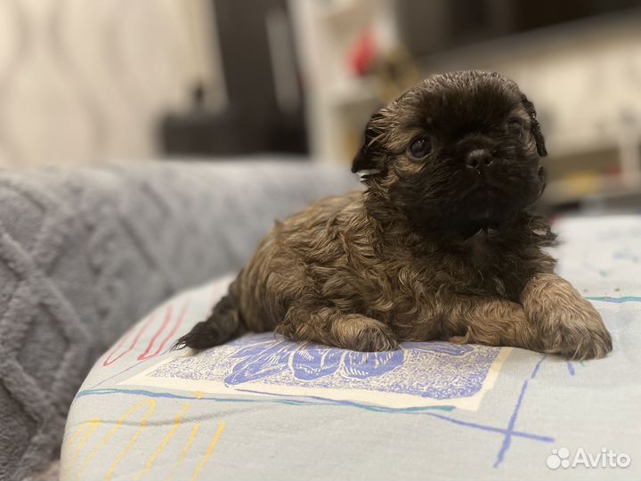 Щенки пекинеса