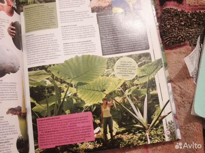 Книга рекордов гиннесса на английском из Англии