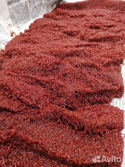 Мотыль,кормовой мотыль,опарыш,червь,прикормка и др