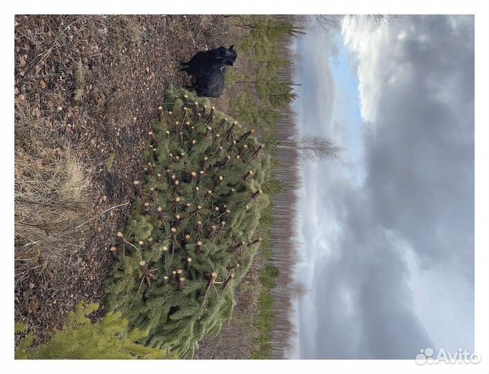 Сосна Оптом