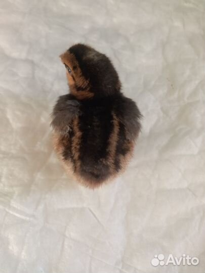 Цыплята легбар инкуб.голубое яйцо