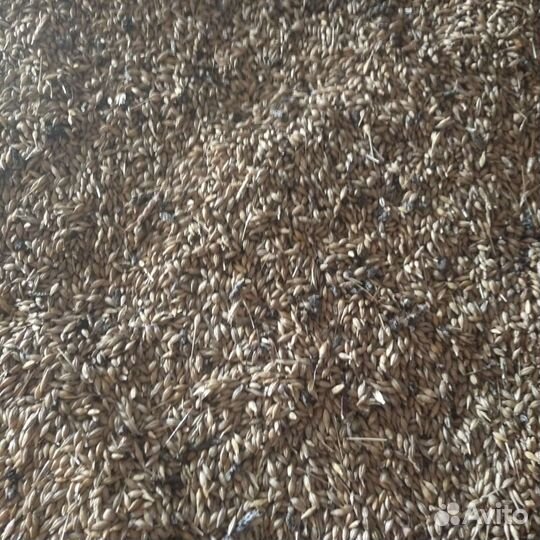 Зерно пшеница ячмень