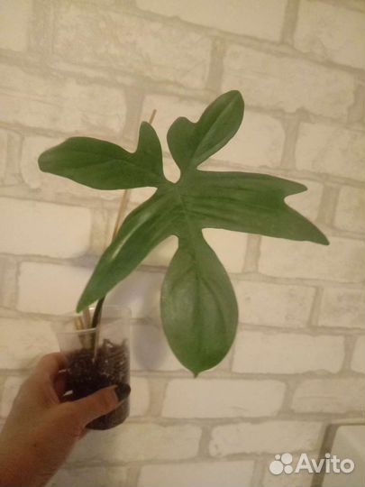 Сингониум,хавортия, алое