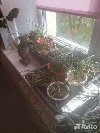 Домашний нарцисс