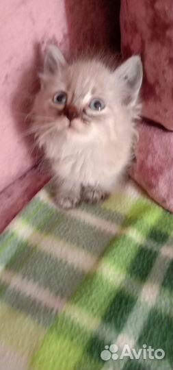 Котята отдам в добрые руки бесплатно