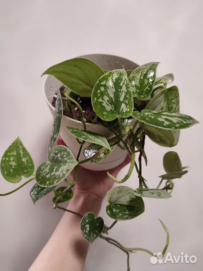 Сингониумы, сциндапсусы