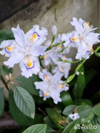 Ирис японский