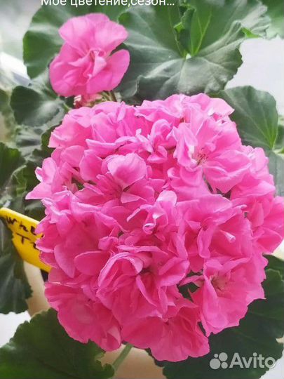 Сортовая пеларгония