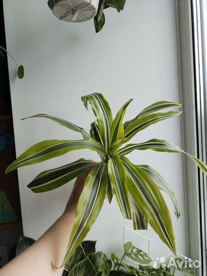 Драцена, церопегия и ароидные