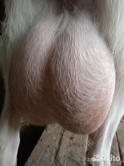 Зааненские козы дойные