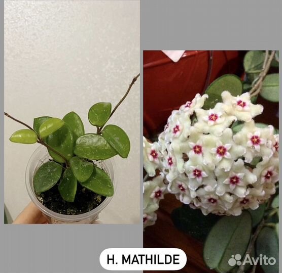 Хойя более 50 сортов