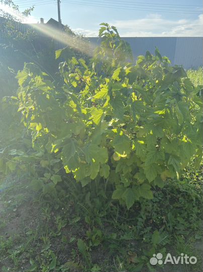 Куст черной смородины