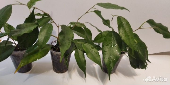 Фикус бенджамина