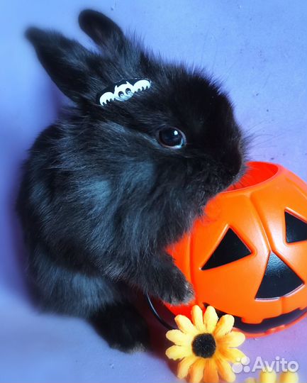 Карликовые кролики