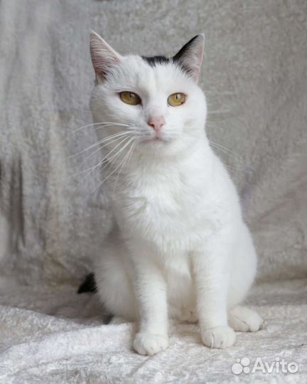 Кошечка в добрые руки