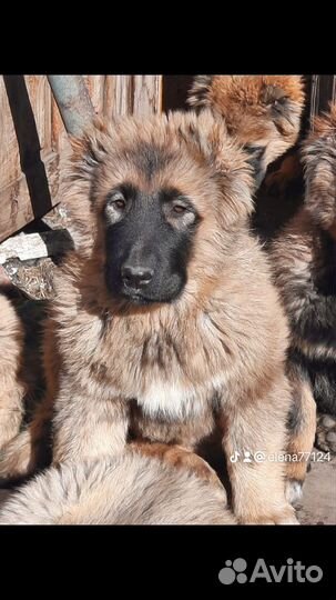 Щенки кавказской овчарки