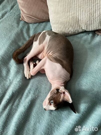 Канадский сфинкс