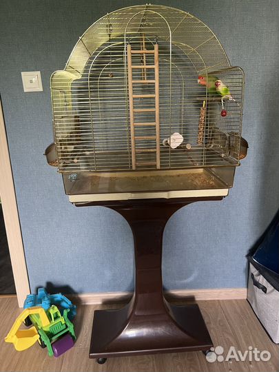 Попугай неразлучники с клеткой