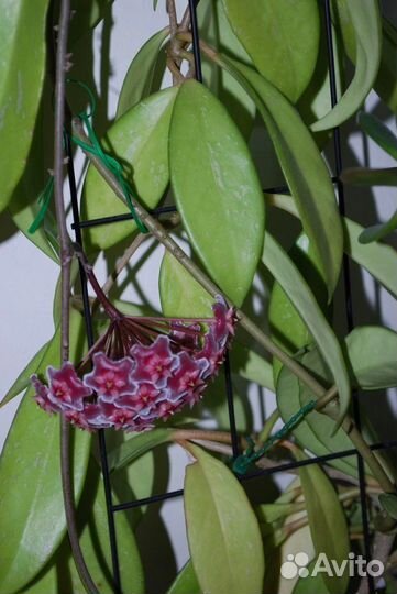 Хойя пубикаликс H.Pubicalyx